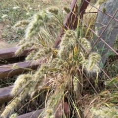 Cynosurus echinatus (Rough Dog's Tail Grass) at Corrowong, NSW - 4 Jan 2023 by BlackFlat