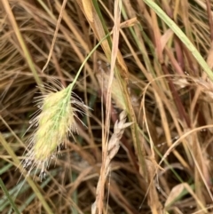 Cynosurus echinatus at Corrowong, NSW - 4 Jan 2023 09:52 AM