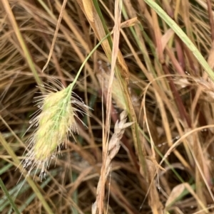 Cynosurus echinatus at Corrowong, NSW - 4 Jan 2023 09:52 AM