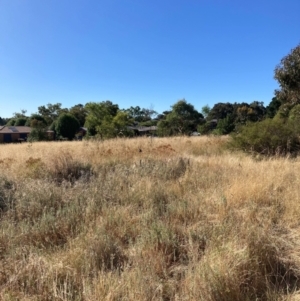 Acridotheres tristis at Watson, ACT - 6 Feb 2023