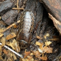 Molytria perplexa (Bark Cockroach) at Wingecarribee Local Government Area - 27 Jan 2023 by GlossyGal