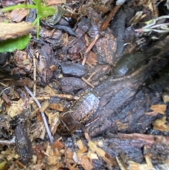 Molytria perplexa at Burradoo, NSW - suppressed