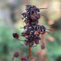 Lipotriches (Austronomia) phanerura (Halictid Bee) at Hackett, ACT - 9 Feb 2023 by waltraud