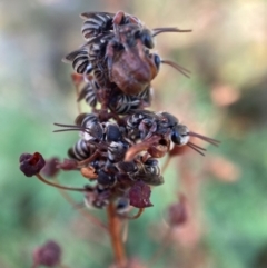 Lipotriches (Austronomia) phanerura at Hackett, ACT - 9 Feb 2023