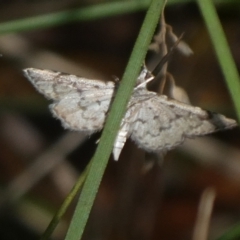 Metasia (genus) (A Crambid moth) at Charleys Forest, NSW - 9 Feb 2023 by arjay