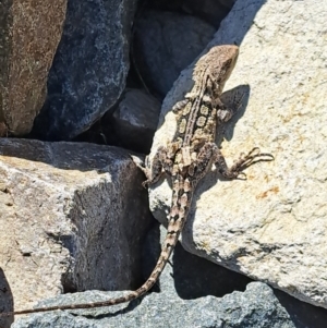 Amphibolurus muricatus at Tennent, ACT - 10 Feb 2023