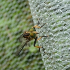 Ommatius coeraebus (a robber fly) at QPRC LGA - 8 Feb 2023 by arjay