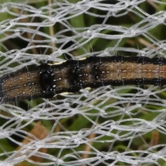 Lepidoptera unclassified IMMATURE (caterpillar or pupa or cocoon) at Charleys Forest, NSW - 8 Feb 2023 by arjay