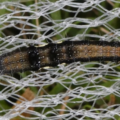 Lepidoptera unclassified IMMATURE moth at Mongarlowe River - 8 Feb 2023 by arjay