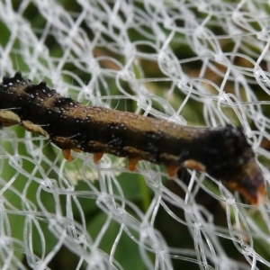 Lepidoptera unclassified IMMATURE moth at Charleys Forest, NSW - 8 Feb 2023