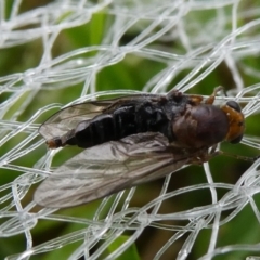 Inopus rubriceps (Sugarcane Soldier Fly) at Charleys Forest, NSW - 8 Feb 2023 by arjay