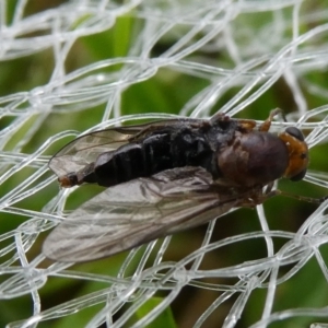 Inopus rubriceps at Charleys Forest, NSW - 8 Feb 2023