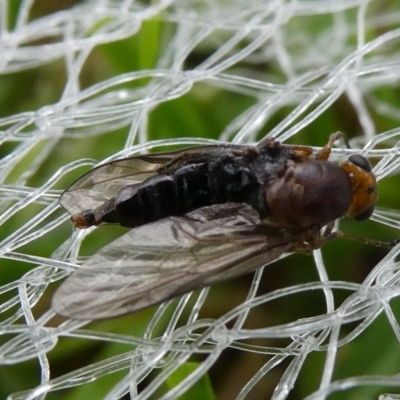 Inopus rubriceps (Sugarcane Soldier Fly) at Mongarlowe River - 8 Feb 2023 by arjay