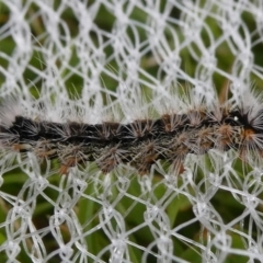 Lepidoptera unclassified IMMATURE (caterpillar or pupa or cocoon) at Charleys Forest, NSW - 8 Feb 2023 by arjay