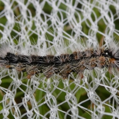 Lepidoptera unclassified IMMATURE (caterpillar or pupa or cocoon) at Charleys Forest, NSW - 8 Feb 2023 by arjay