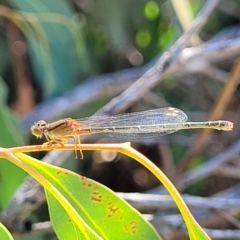 Xanthagrion erythroneurum (Red & Blue Damsel) at Dunlop, ACT - 10 Feb 2023 by trevorpreston