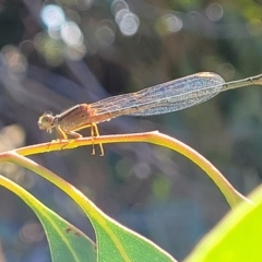 Xanthagrion erythroneurum at Dunlop, ACT - 10 Feb 2023 04:09 PM