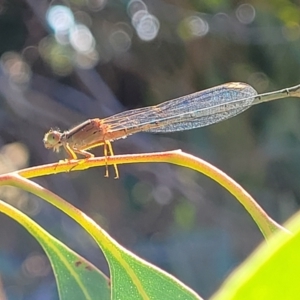 Xanthagrion erythroneurum at Dunlop, ACT - 10 Feb 2023 04:09 PM