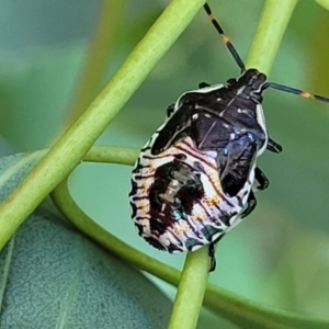 Oechalia schellenbergii at Dunlop, ACT - 10 Feb 2023 04:02 PM