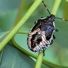 Oechalia schellenbergii (Spined Predatory Shield Bug) at Dunlop, ACT - 10 Feb 2023 by trevorpreston