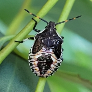 Oechalia schellenbergii at Dunlop, ACT - 10 Feb 2023 04:02 PM