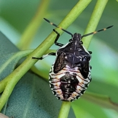 Oechalia schellenbergii at Dunlop, ACT - 10 Feb 2023 04:02 PM