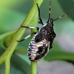 Oechalia schellenbergii at Dunlop, ACT - 10 Feb 2023 04:02 PM