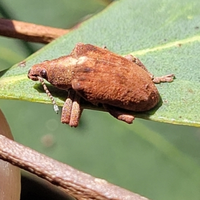 Gonipterus scutellatus (Eucalyptus snout beetle, gum tree weevil) at Dunlop, ACT - 10 Feb 2023 by trevorpreston