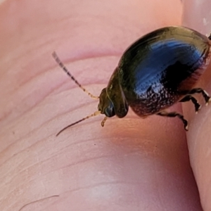 Paropsisterna sp. (genus) at Dunlop, ACT - 10 Feb 2023