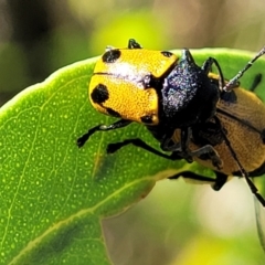 Cadmus (Cadmus) litigiosus (Leaf beetle) at Dunlop, ACT - 10 Feb 2023 by trevorpreston