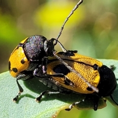 Cadmus (Cadmus) litigiosus at Dunlop, ACT - 10 Feb 2023 03:58 PM