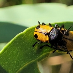 Cadmus (Cadmus) litigiosus at Dunlop, ACT - 10 Feb 2023 03:58 PM