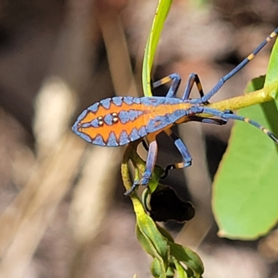 Amorbus alternatus (Eucalyptus Tip Bug) at Dunlop, ACT - 10 Feb 2023 by trevorpreston