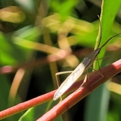 Mutusca brevicornis (A broad-headed bug) at Dunlop, ACT - 10 Feb 2023 by trevorpreston