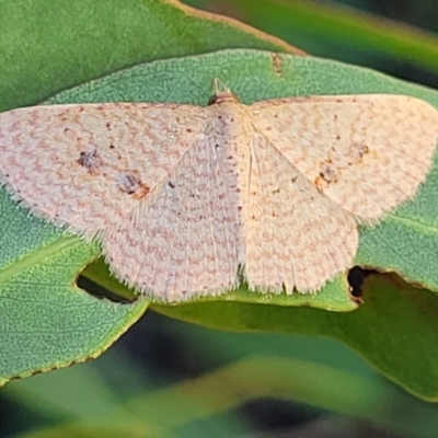 Epicyme rubropunctaria (Red-spotted Delicate) at Dunlop Grasslands - 10 Feb 2023 by trevorpreston