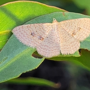 Epicyme rubropunctaria at Dunlop, ACT - 10 Feb 2023 03:54 PM