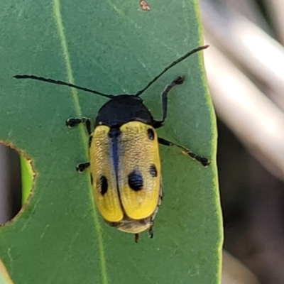 Cadmus (Cadmus) litigiosus (Leaf beetle) at Dunlop Grasslands - 10 Feb 2023 by trevorpreston