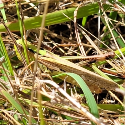 Caledia captiva (grasshopper) at Dunlop Grasslands - 10 Feb 2023 by trevorpreston