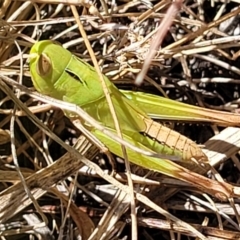 Caledia captiva (grasshopper) at Dunlop Grasslands - 10 Feb 2023 by trevorpreston