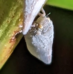 Anzora unicolor (Grey Planthopper) at Watson, ACT - 10 Feb 2023 by abread111