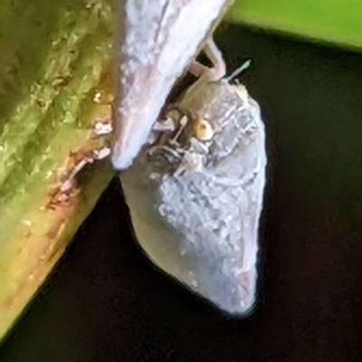 Anzora unicolor (Grey Planthopper) at Watson, ACT - 10 Feb 2023 by abread111