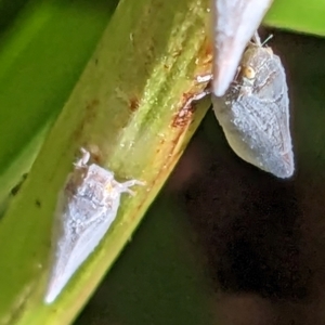 Anzora unicolor at Watson, ACT - 10 Feb 2023