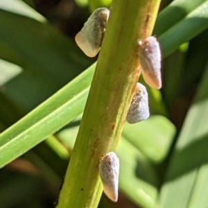 Anzora unicolor at Watson, ACT - 10 Feb 2023