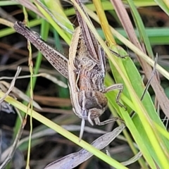 Caledia captiva (grasshopper) at Dunlop Grasslands - 10 Feb 2023 by trevorpreston