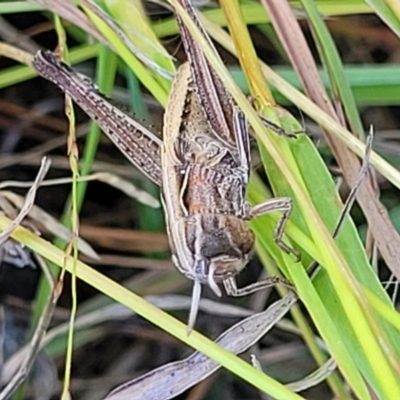 Caledia captiva (grasshopper) at Dunlop Grasslands - 10 Feb 2023 by trevorpreston