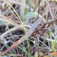 Acrida conica (Giant green slantface) at Dunlop Grasslands - 10 Feb 2023 by trevorpreston