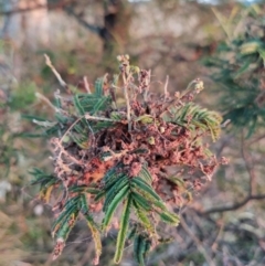 Acacia mearnsii (Black Wattle) at Fadden, ACT - 9 Feb 2023 by KumikoCallaway