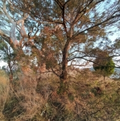 Acacia mearnsii at Fadden, ACT - 10 Feb 2023 06:40 AM