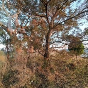 Acacia mearnsii at Fadden, ACT - 10 Feb 2023