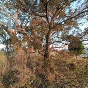 Acacia mearnsii at Fadden, ACT - 10 Feb 2023 06:40 AM